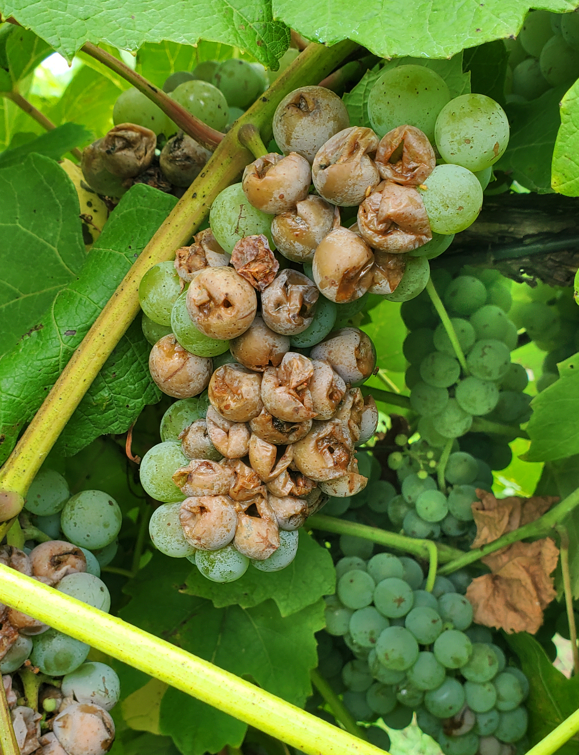 Sour rot in grape clusters.